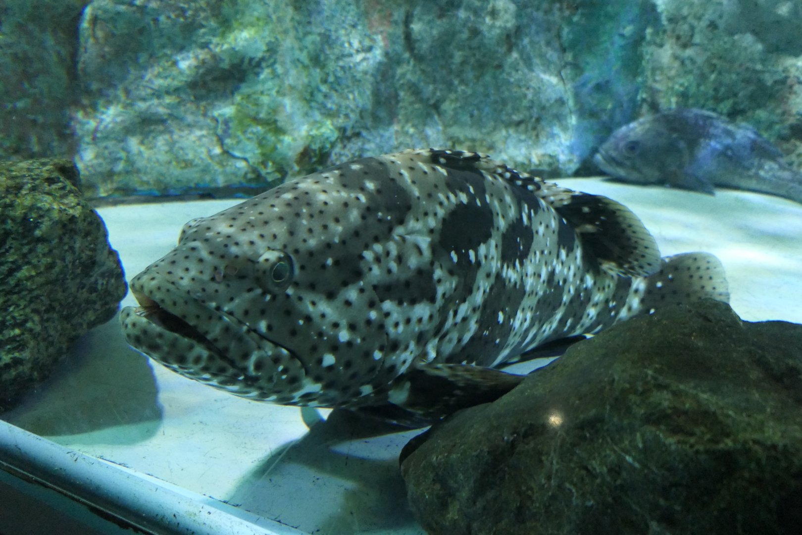 Malabar Grouper (Epinephelus malabaricus