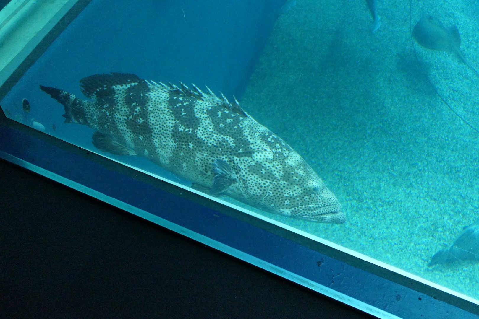 Malabar Grouper (Epinephelus malabaricus)