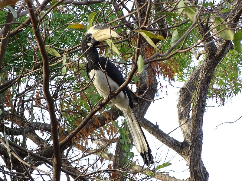 Malabar hornbill