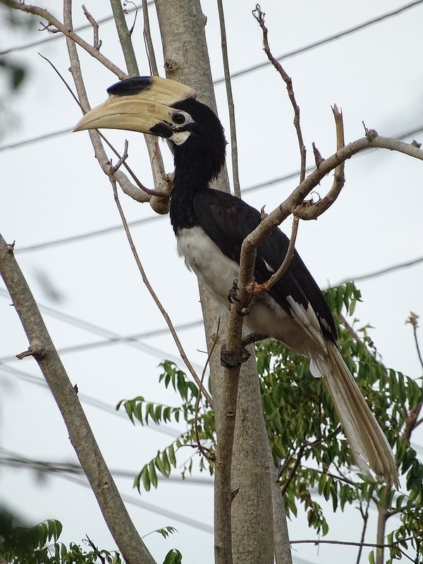 Malabar hornbill