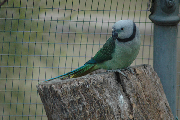 Malabar Parakeet