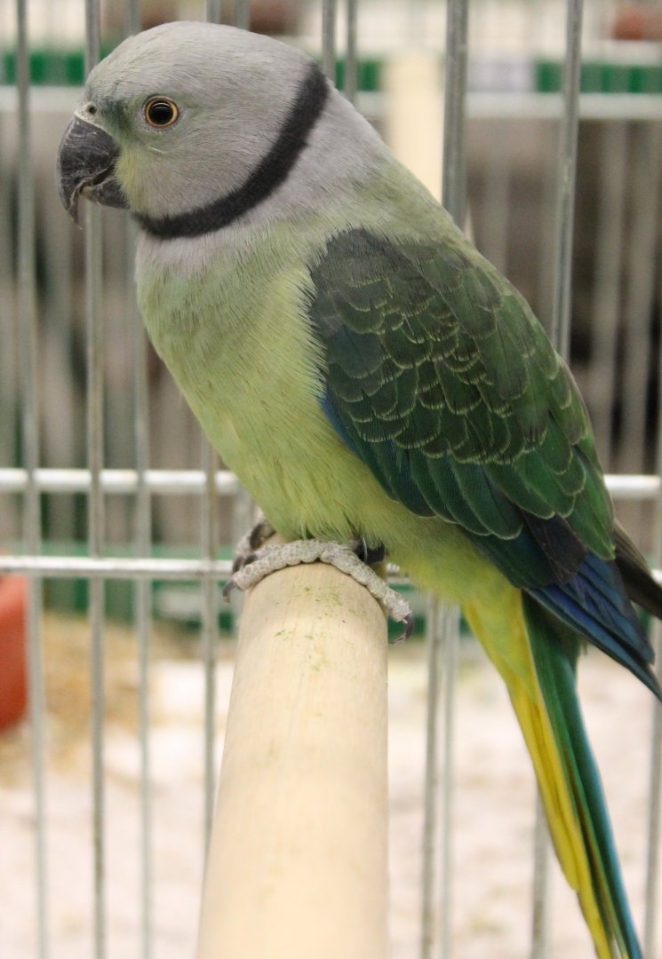 Malabar parakeet