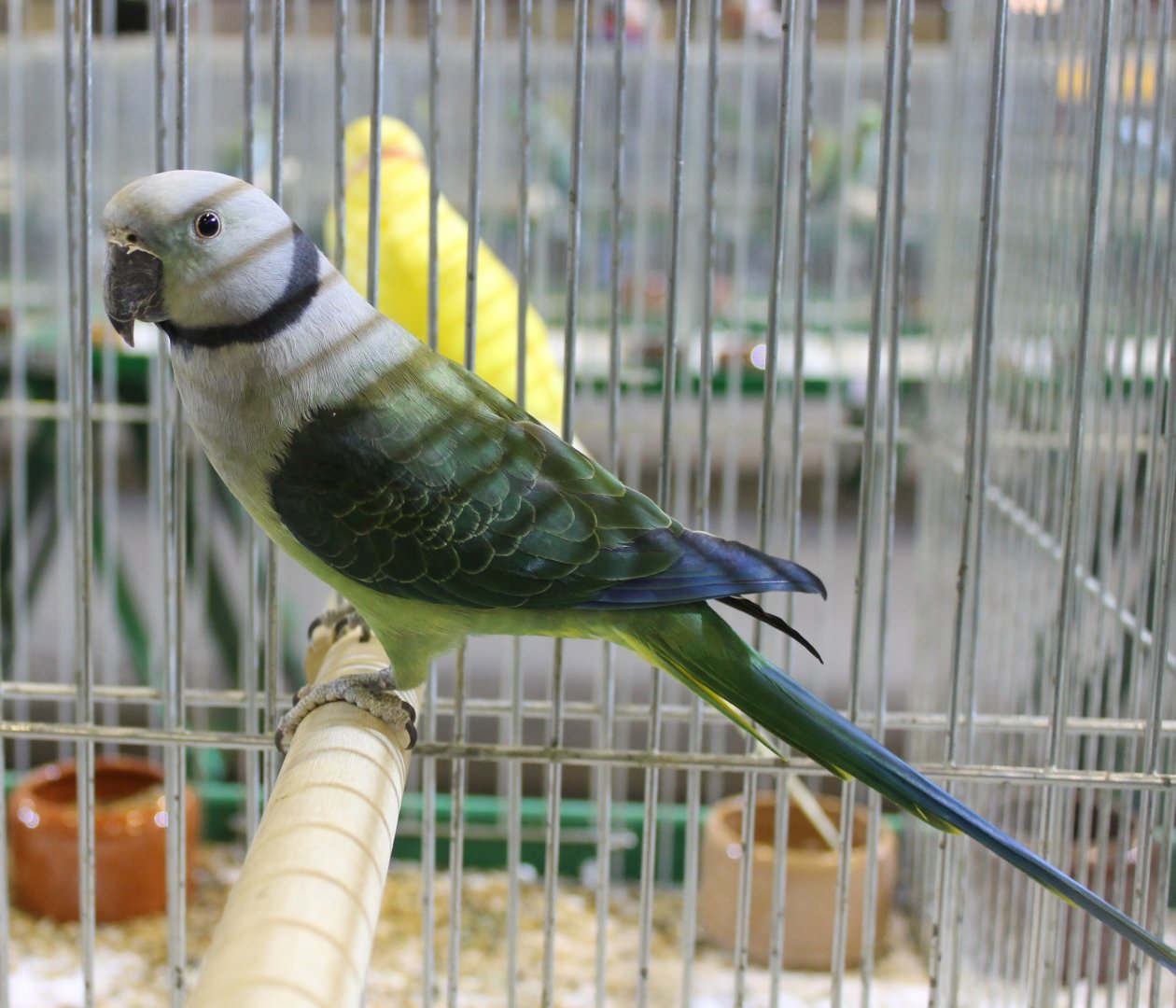 Malabar parakeet