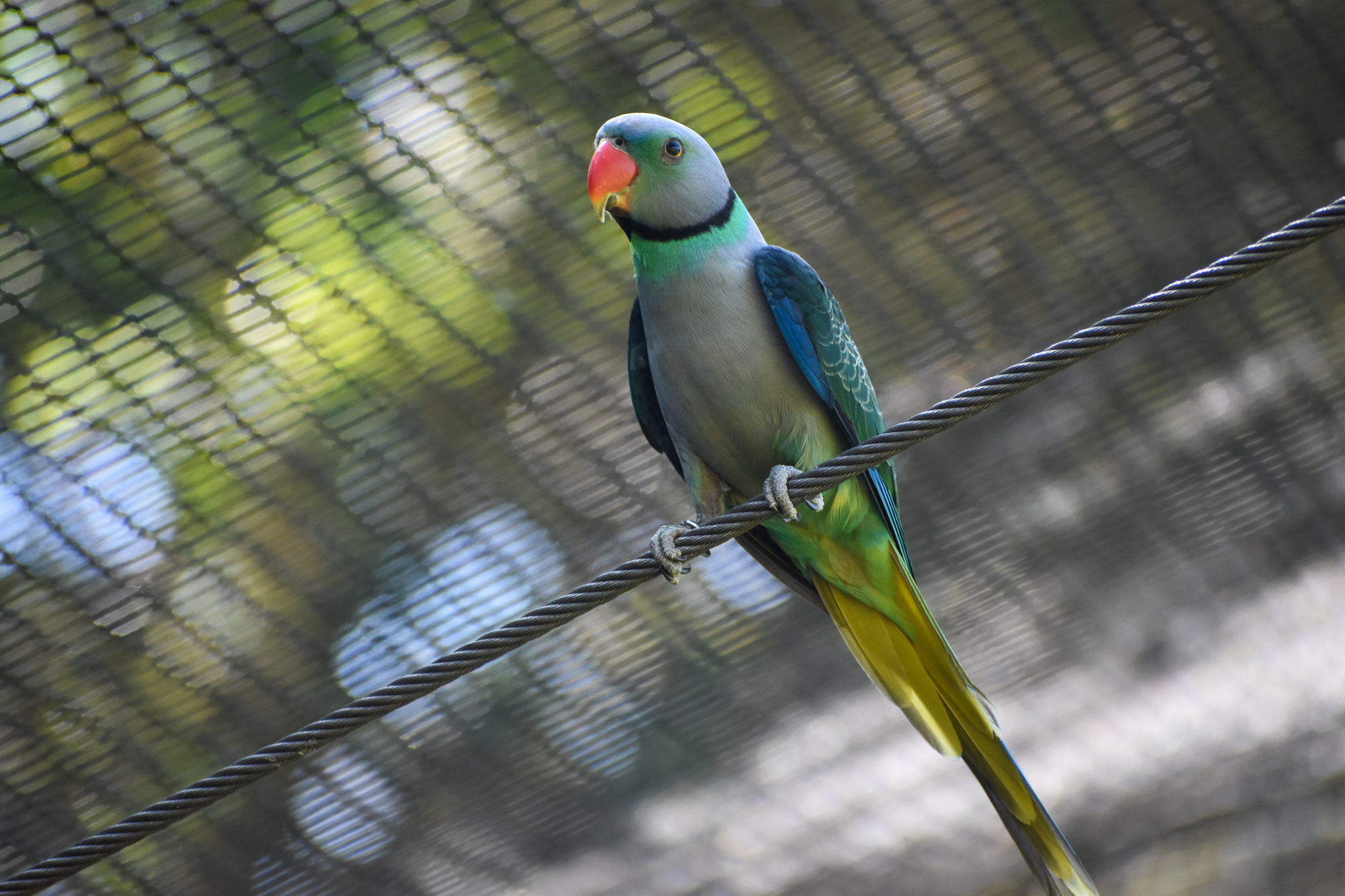 Malabar Parakeet