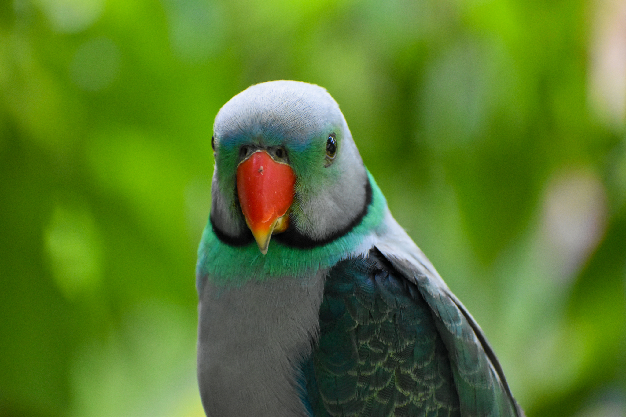 Malabar Parakeet