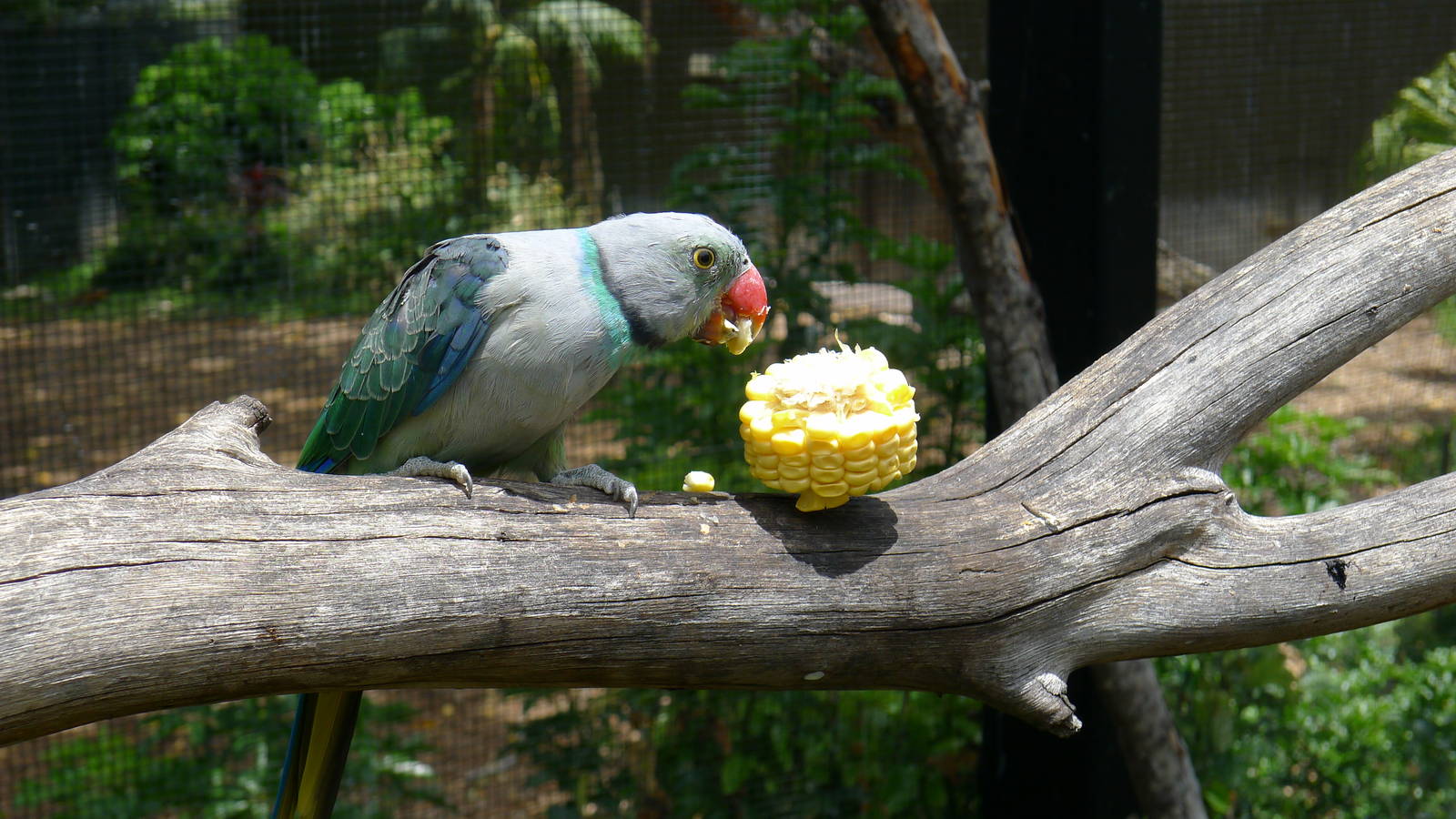 Malabar Parrot