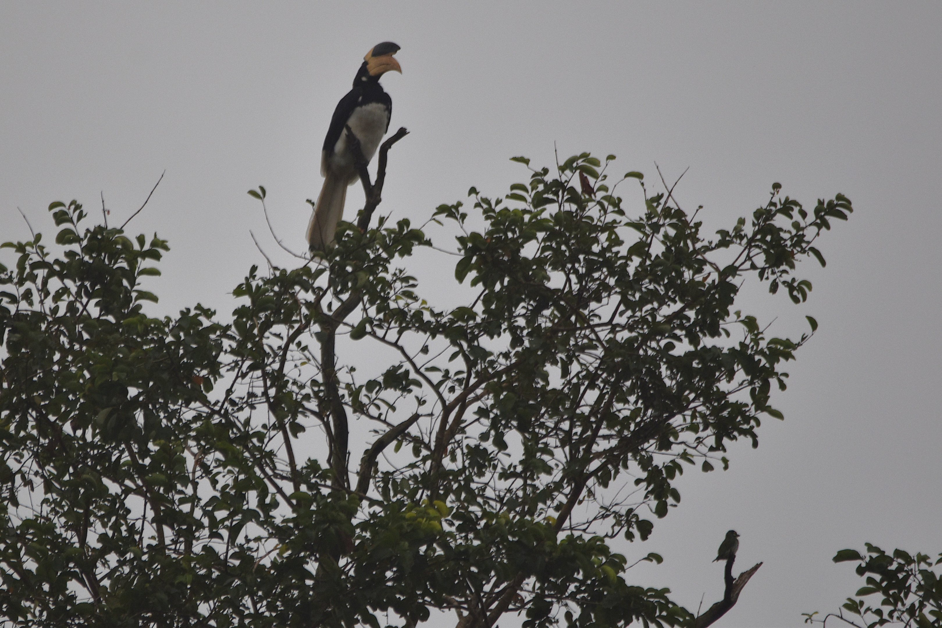 Malabar Pied Hornbill and Coppersmith Barbet, Nagarahole Tiger Reserve, 25th November 2024