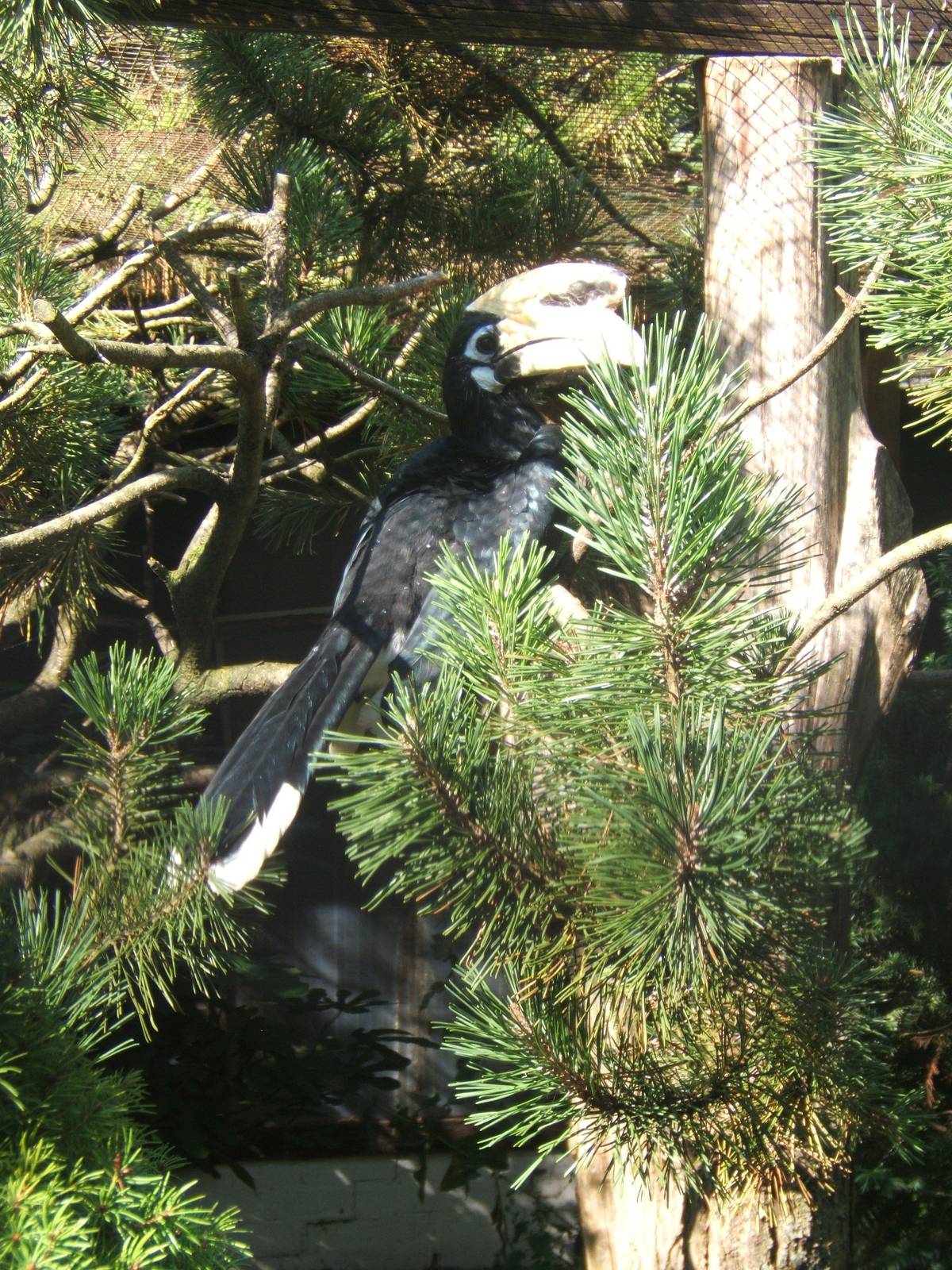 Malabar Pied Hornbill (Anthracoceros coronatus)