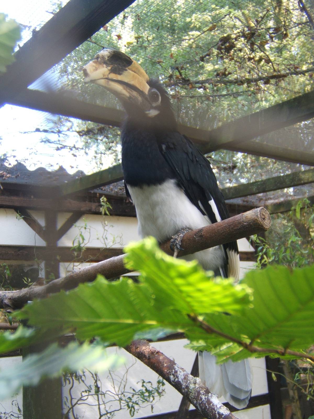 Malabar Pied Hornbill (Anthracoceros coronatus)