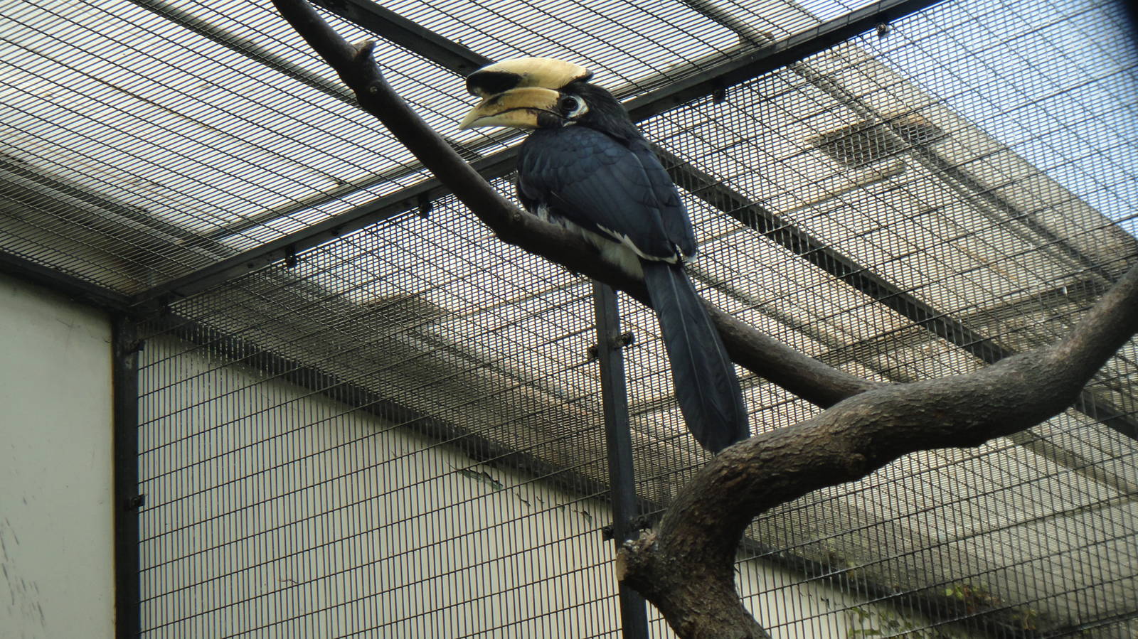 Malabar Pied Hornbill at Shanghai zoo 2014-4-3