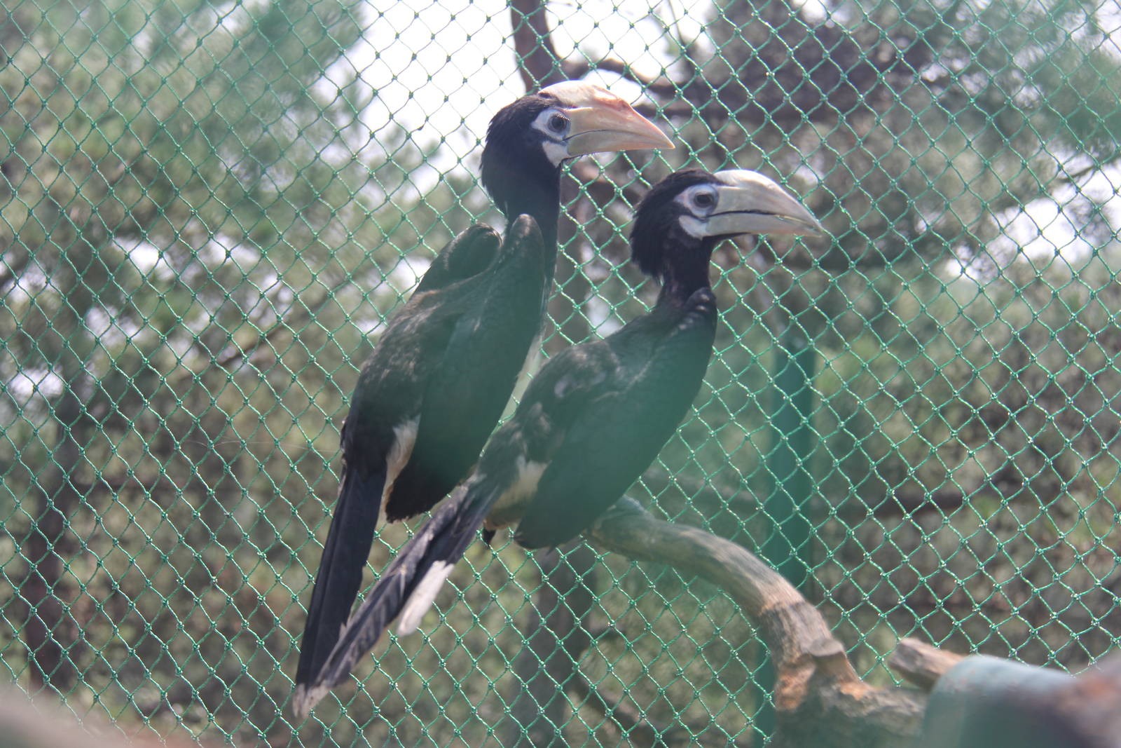 Malabar pied hornbill