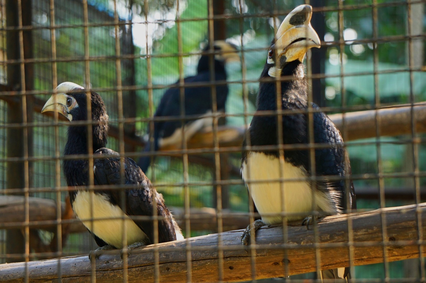 Malabar pied hornbill