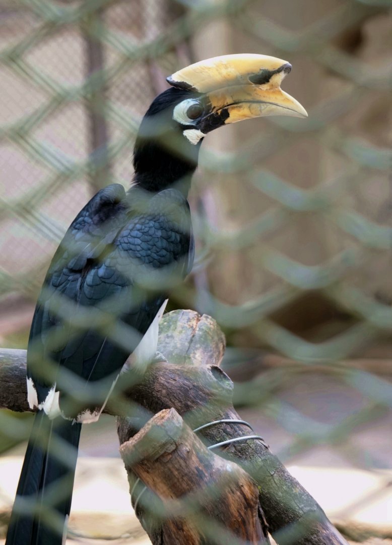 Malabar pied hornbill