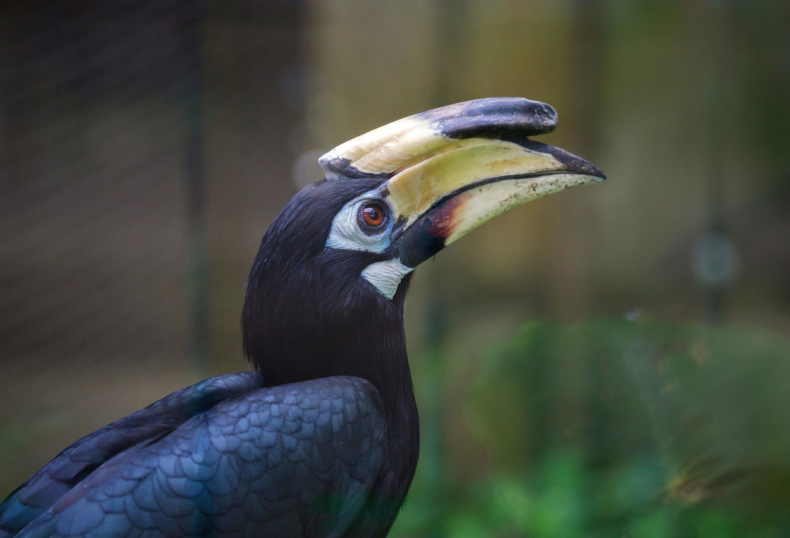 Malabar pied hornbill