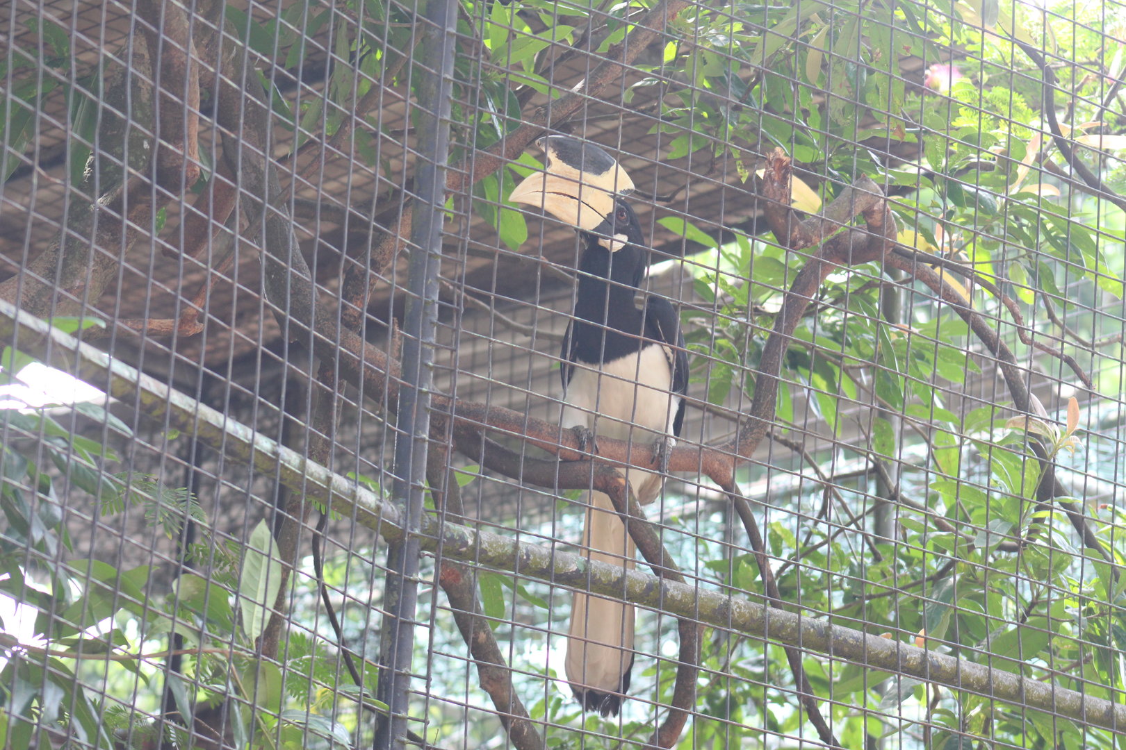 Malabar pied hornbill