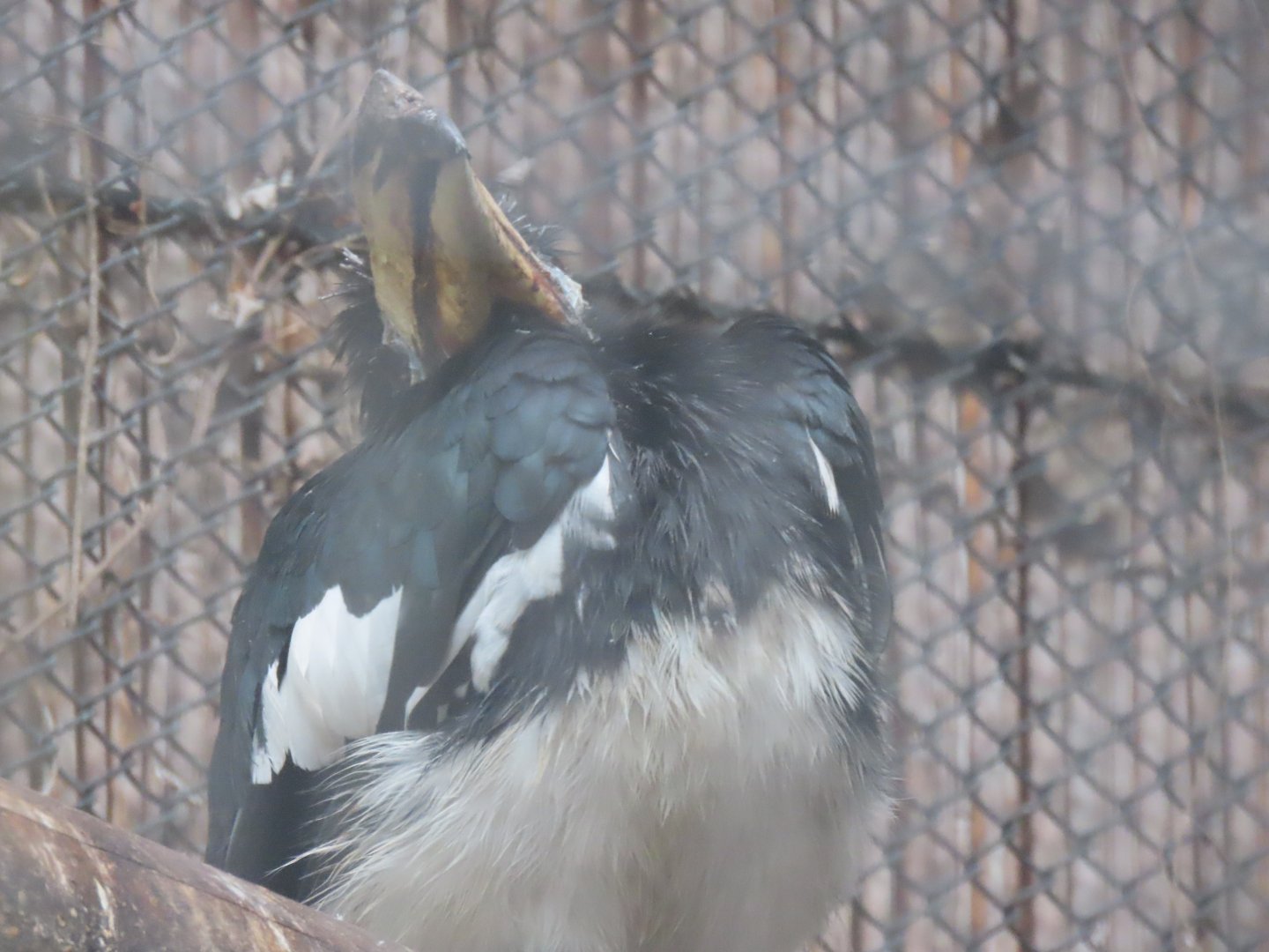 Malabar pied hornbill