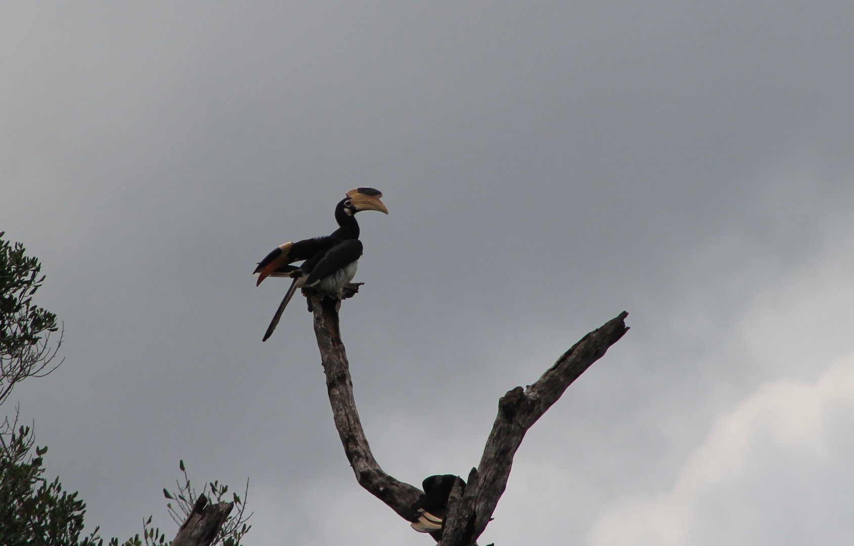 Malabar Pied Hornbills (Anthracoceros coronatus)