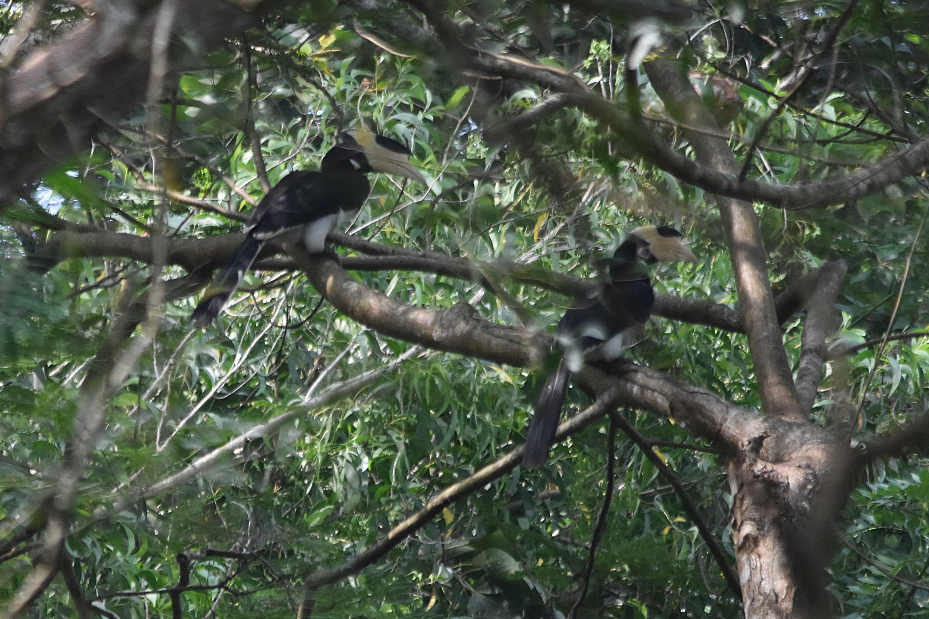 Malabar Pied Hornbills, Kabini River Lodge, 19th November 2024