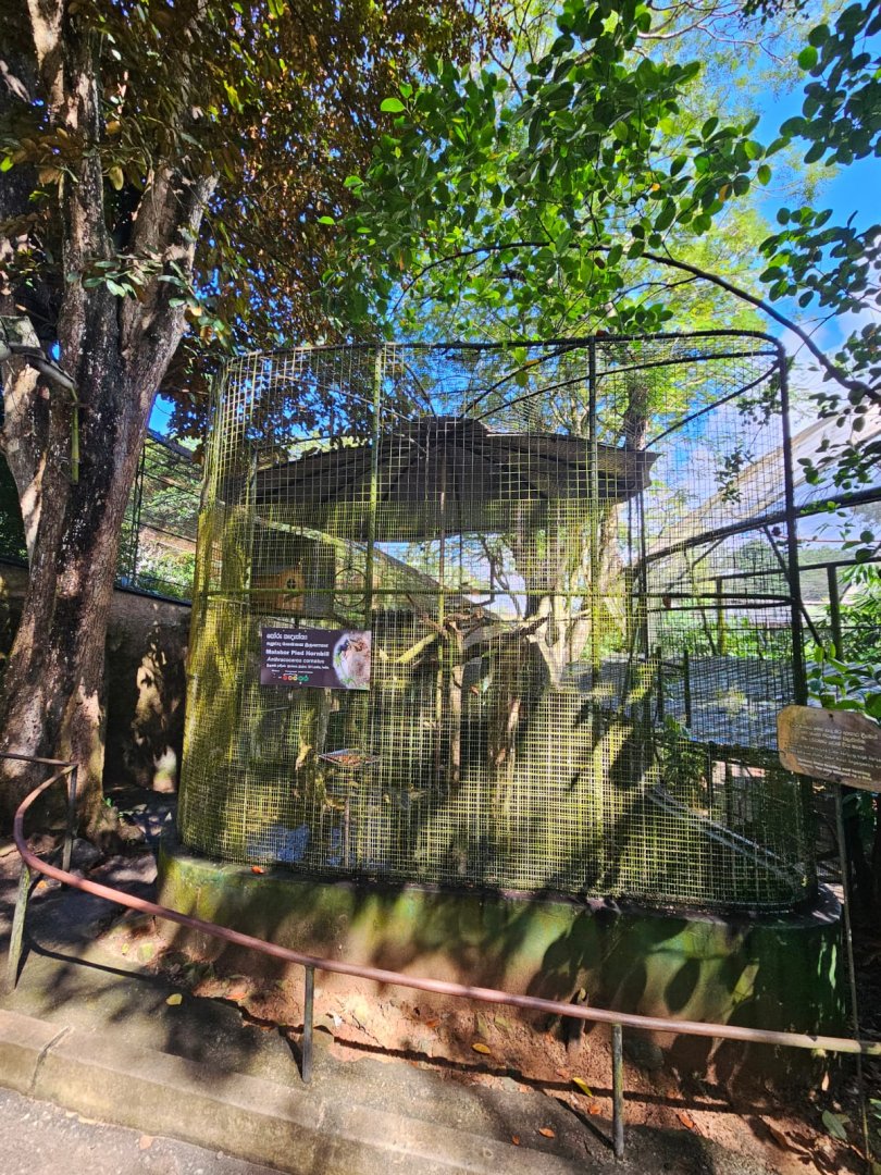 Malabar Pied Hornbills