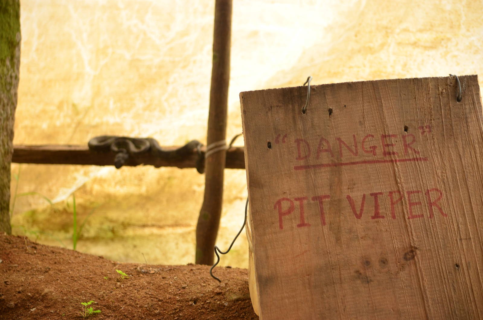 Malabar pit-viper (Trimeresurus malabaricus)