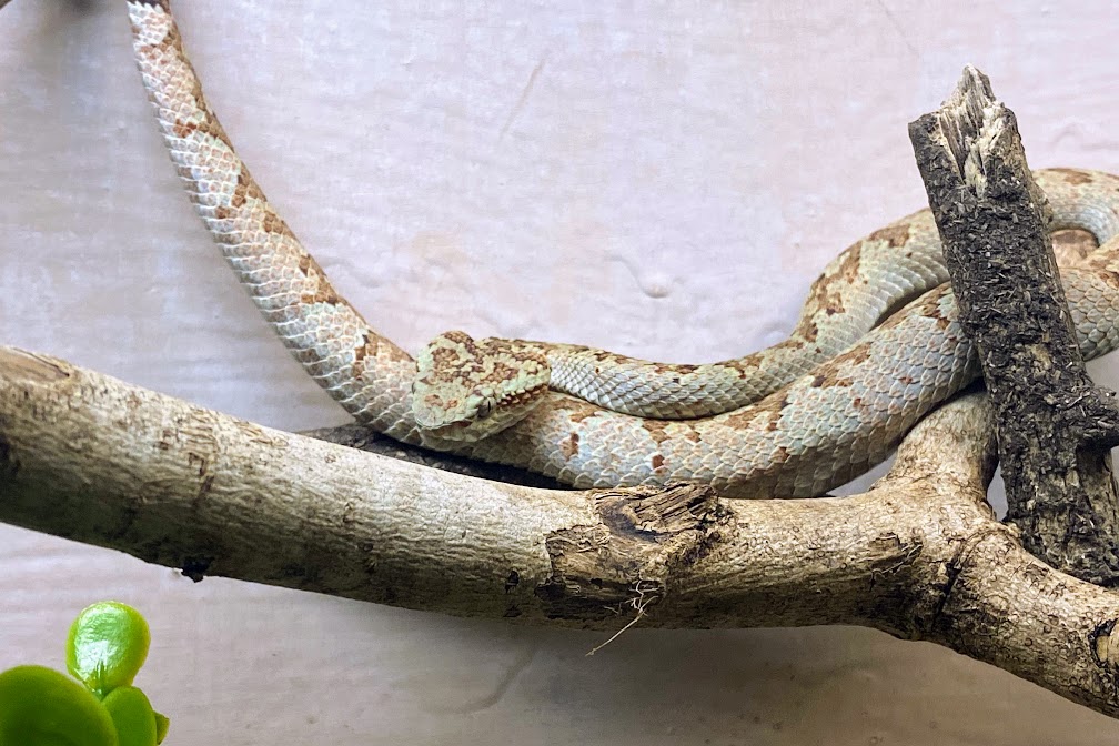 Malabar Pit Viper