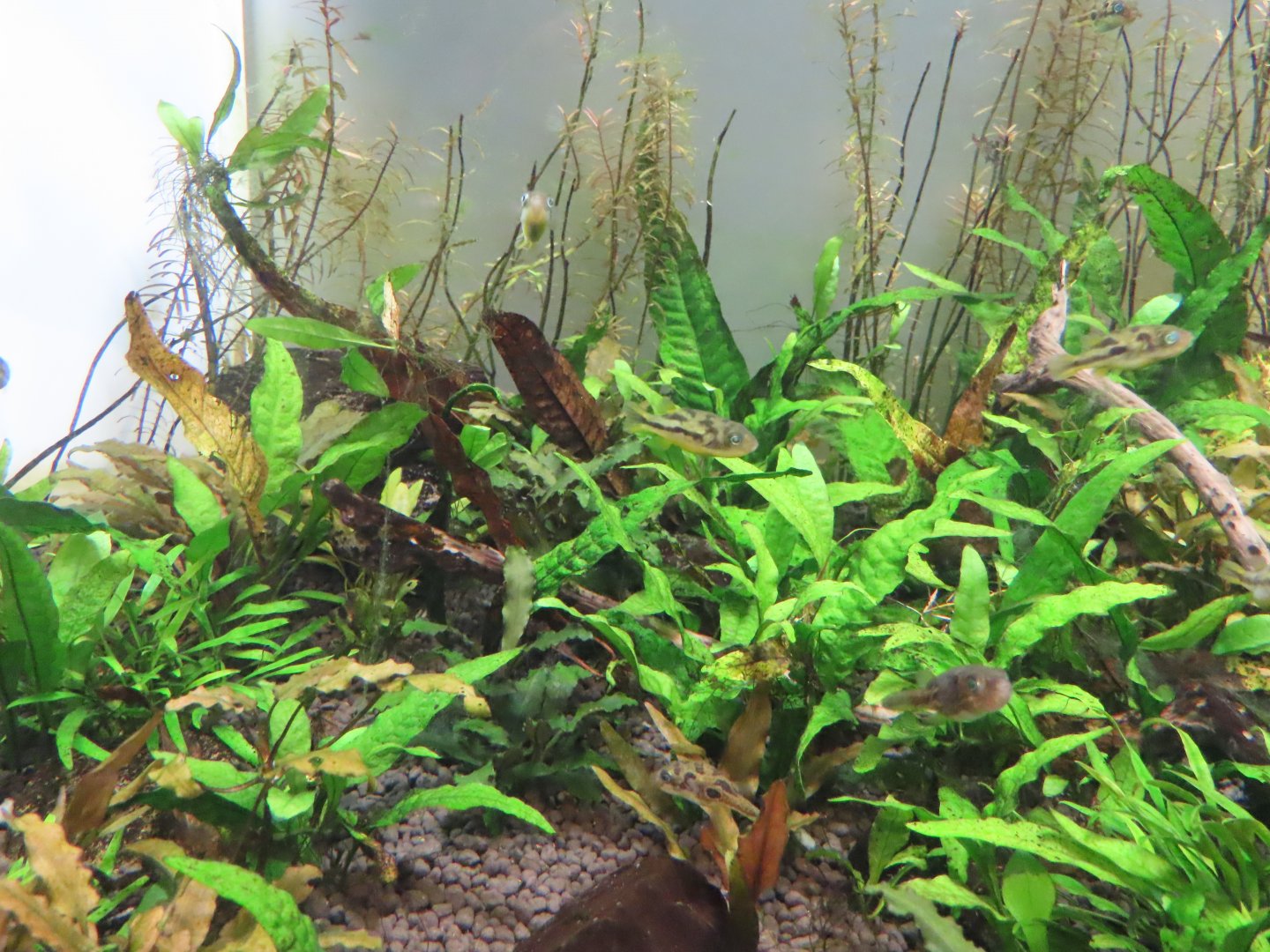 Malabar puffer(Carinotetraodon travancoricus)