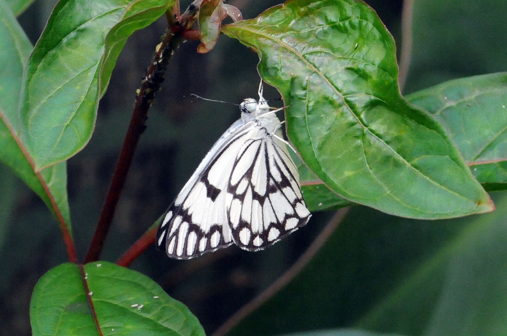 MALABAR TREE NYMPH