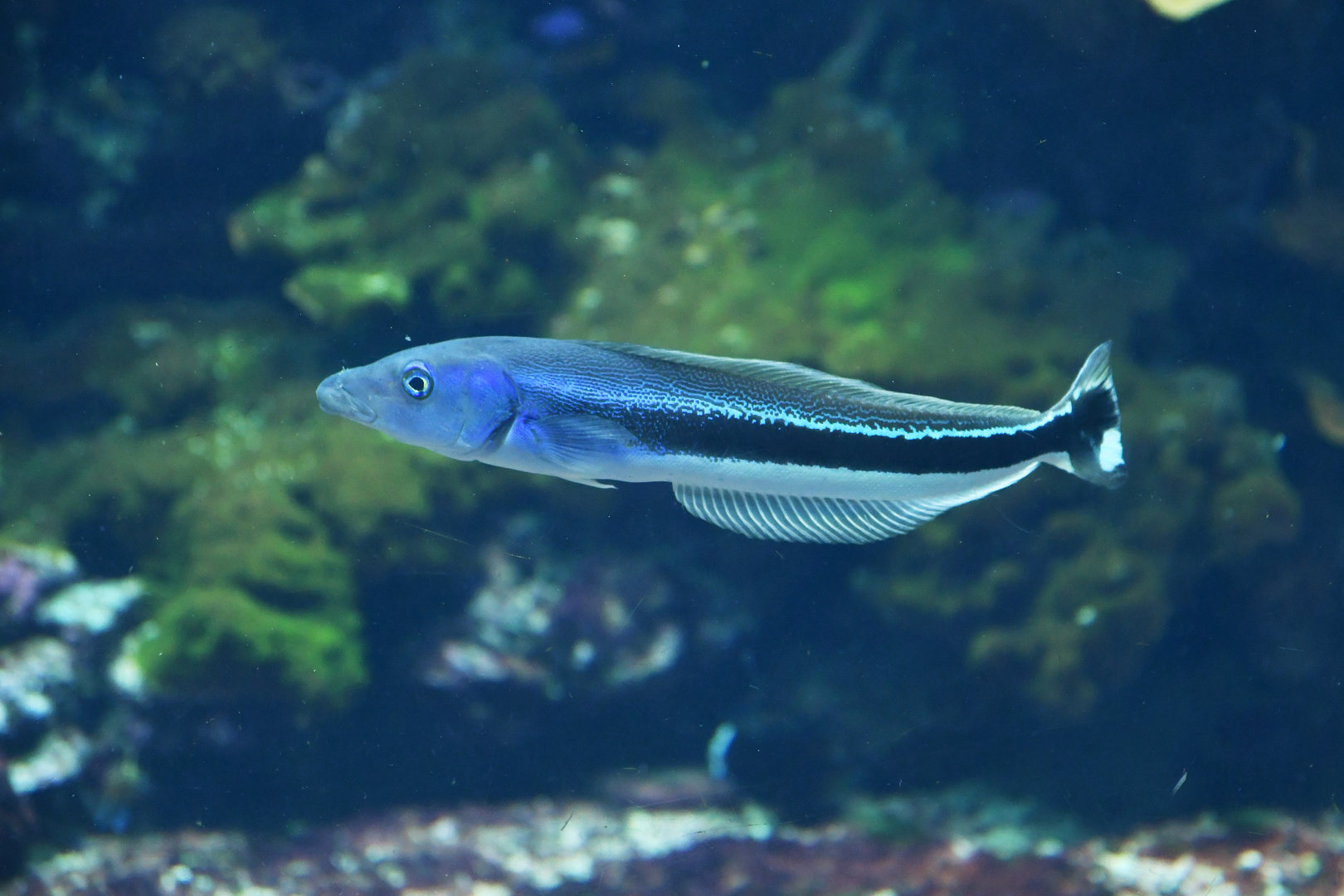 Malacanthus latovittatus