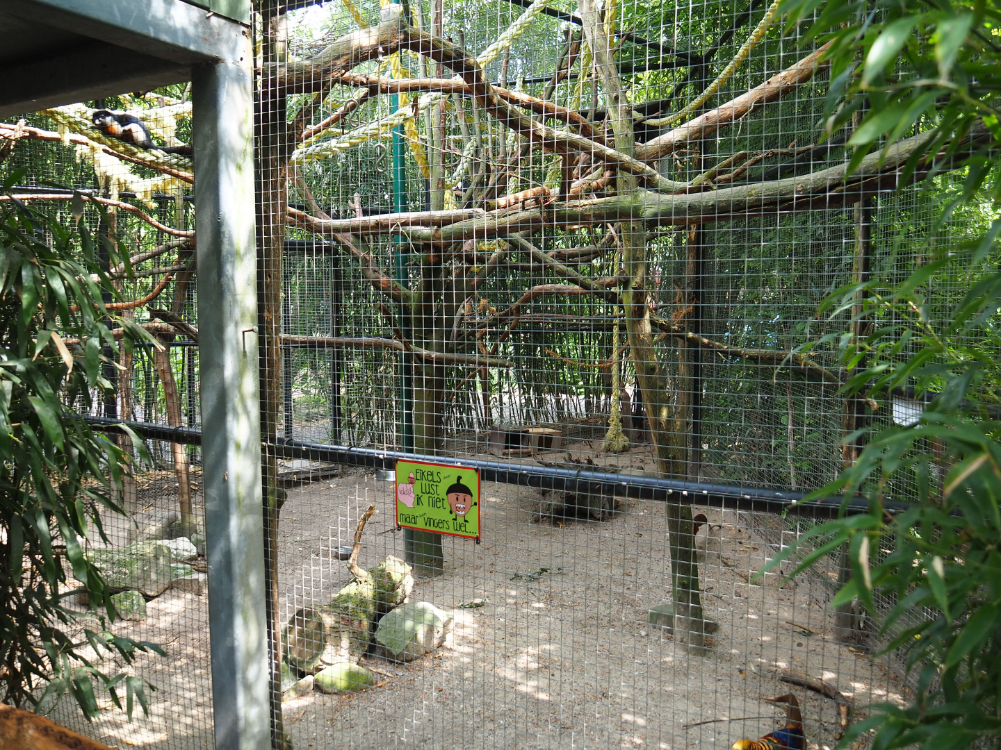 Malacca Prevost's squirrel and Golden pheasant exhibit,  2022-05-17