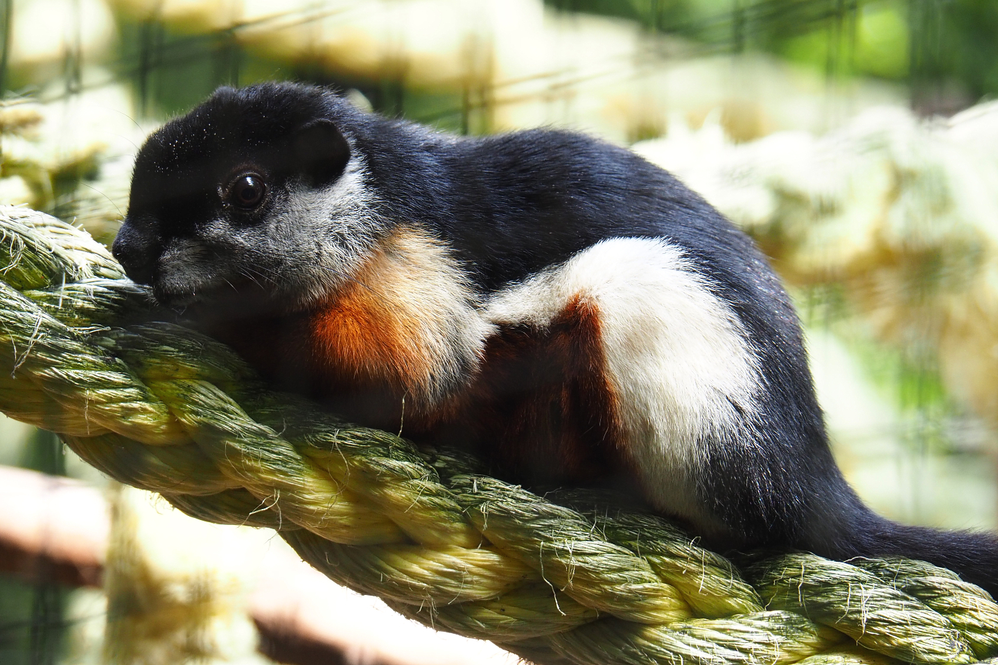 Malacca Prevost's squirrel (Callosciurus prevostii prevostii),  2022-05-17