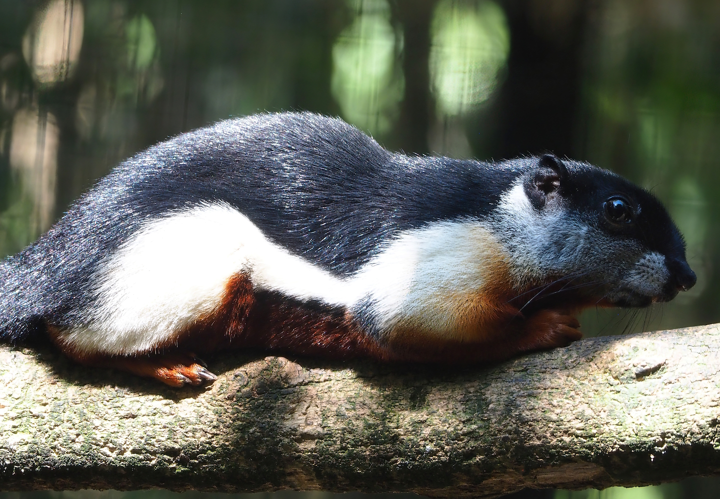 Malacca Prevost's squirrel (Callosciurus prevostii prevostii), 2023-05-31
