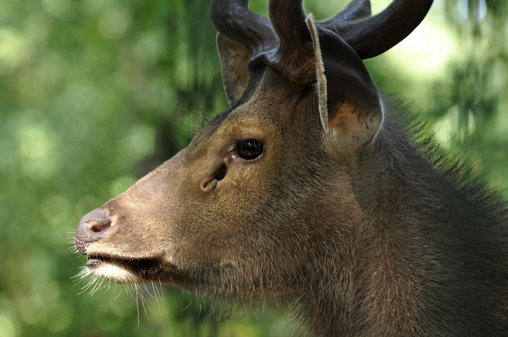 Malacca sambar (Rusa unicolor equinus)