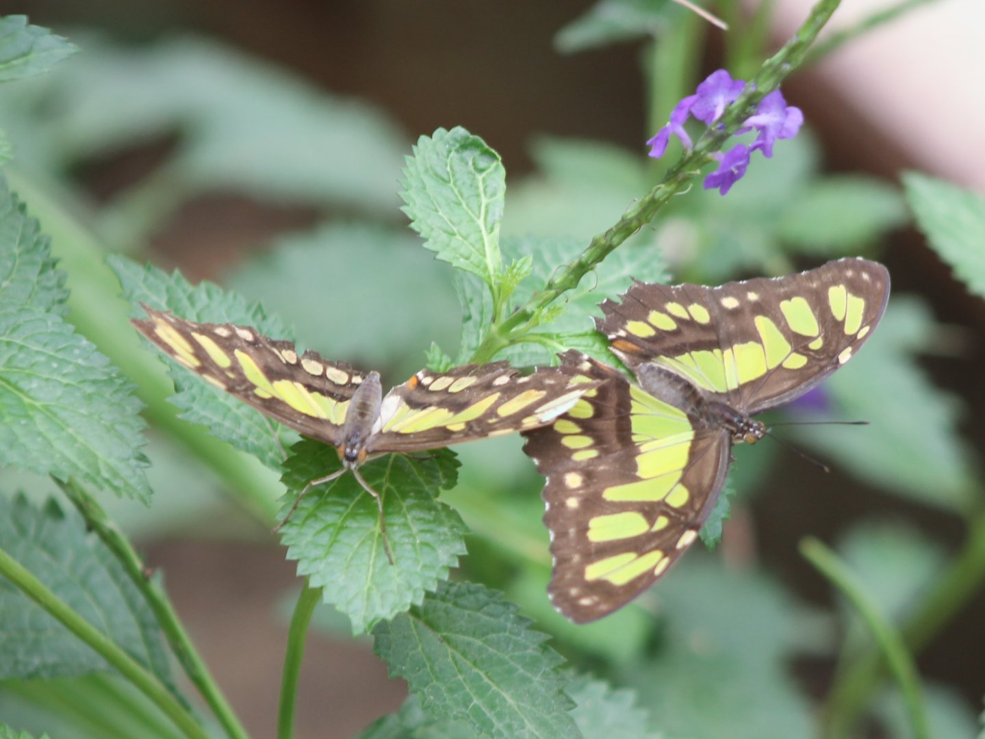Malachite butterflies (Siproeta stelenes)
