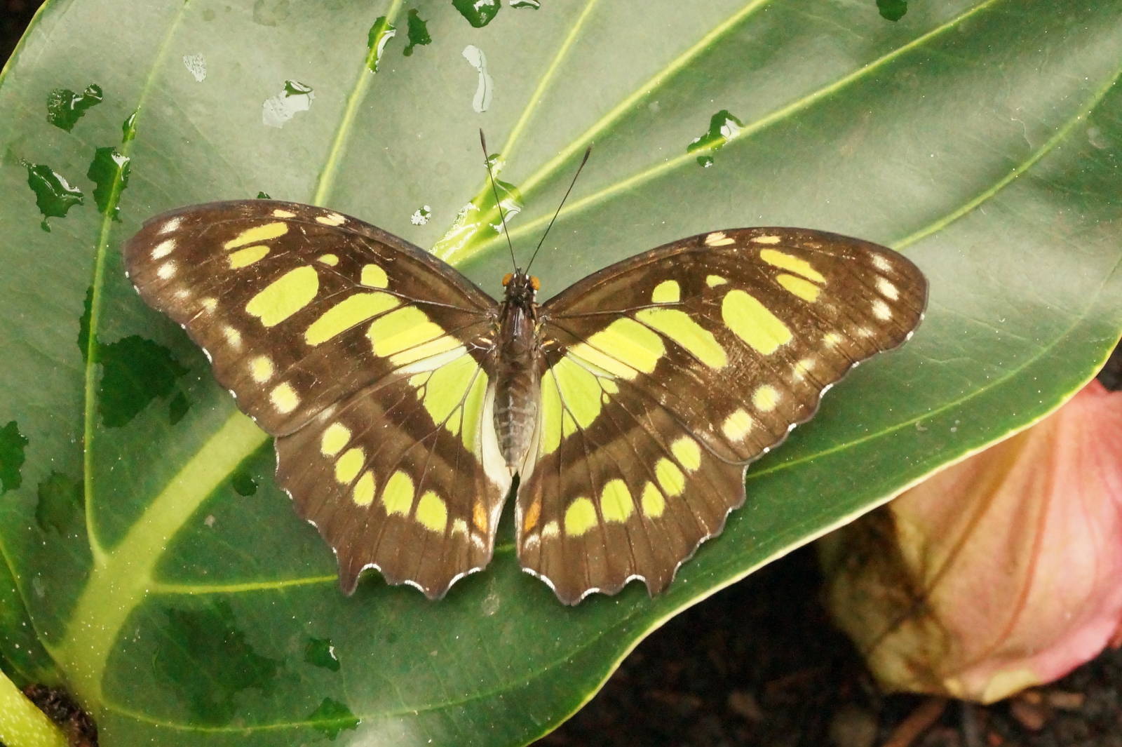 Malachite butterfly: New  butterfly house 24/5/2015