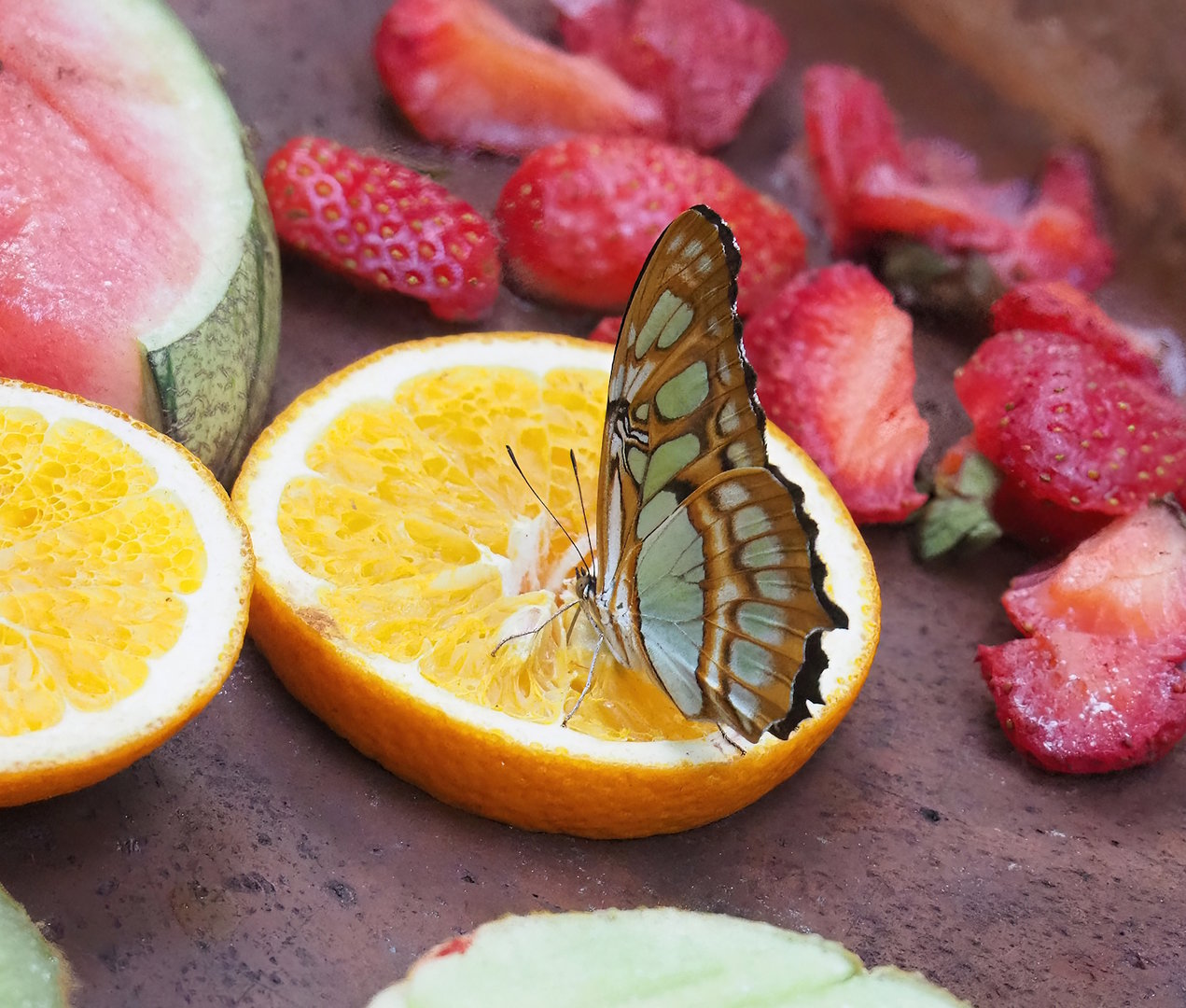 Malachite butterfly (Siproeta stelenes), 2022-08-16
