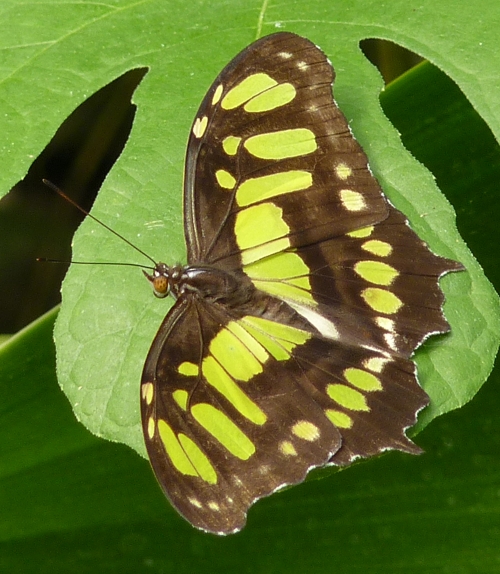 Malachite butterfly (Siproeta stelenes)