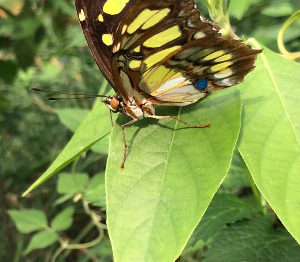 Malachite Butterfly (Siproeta stelenes)