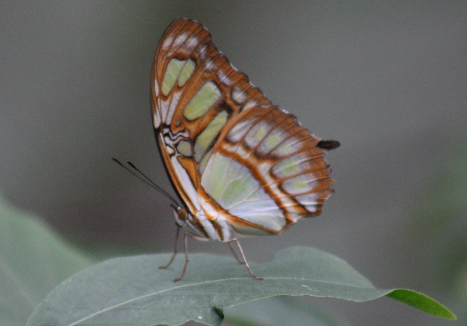 Malachite butterfly - Siproeta stelenes