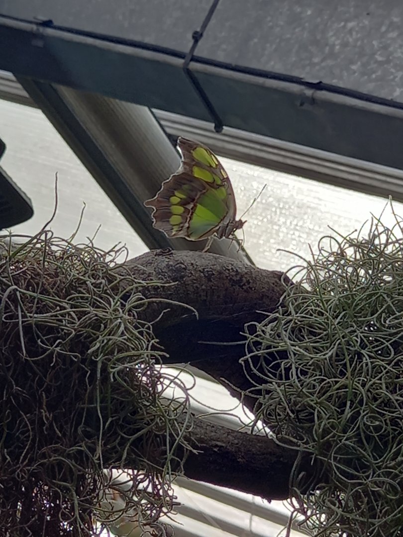 Malachite Butterfly
