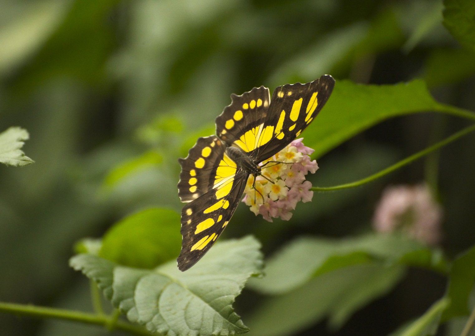 Malachite Butterfly
