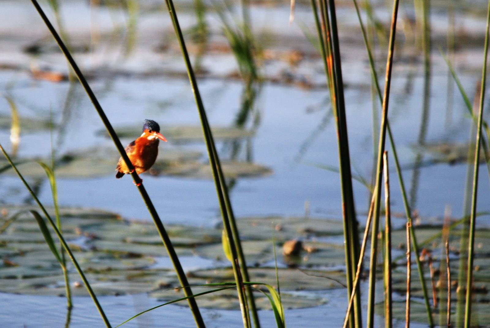 Malachite Kingfisher at Hawassa, 16/10/14