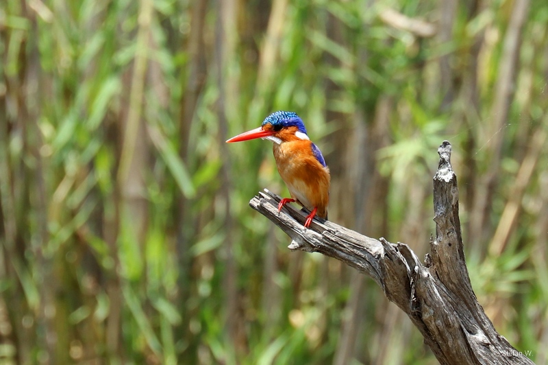 Malachite Kingfisher (Corythornis cristatus)