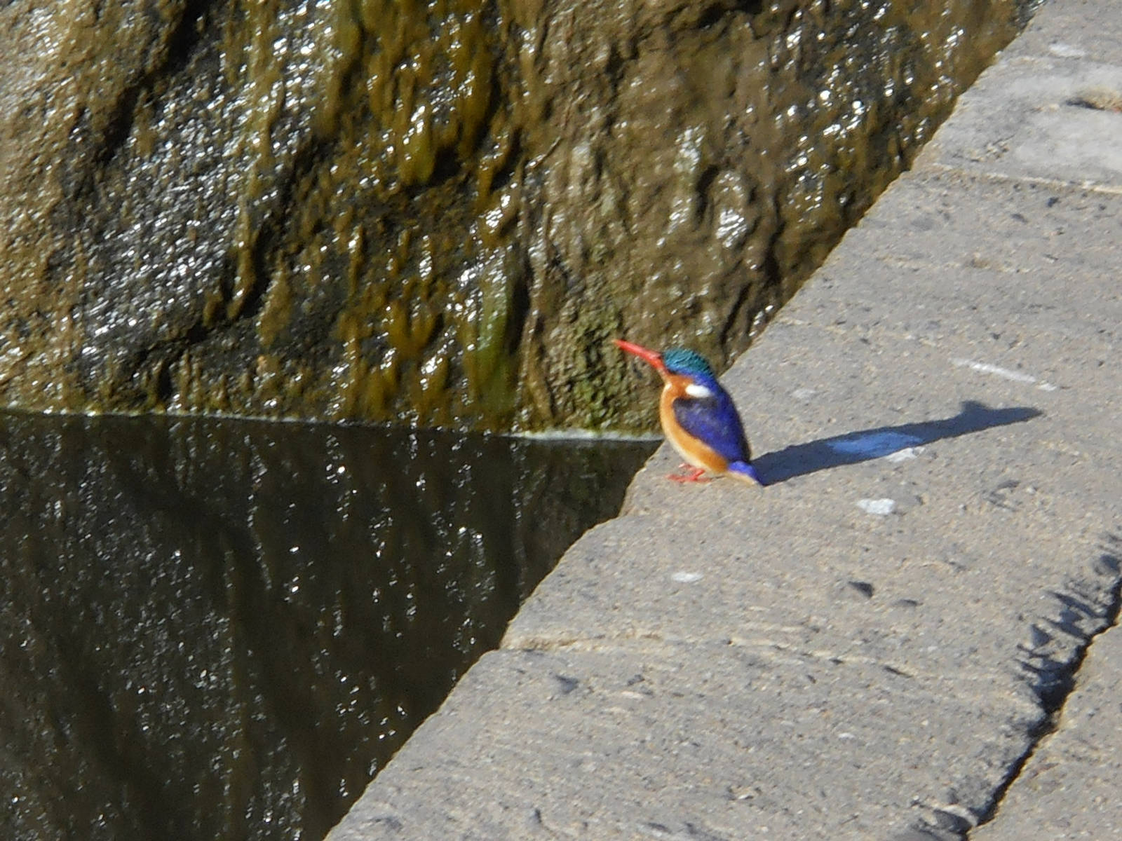 Malachite kingfisher, Kruger National Park, July 2012