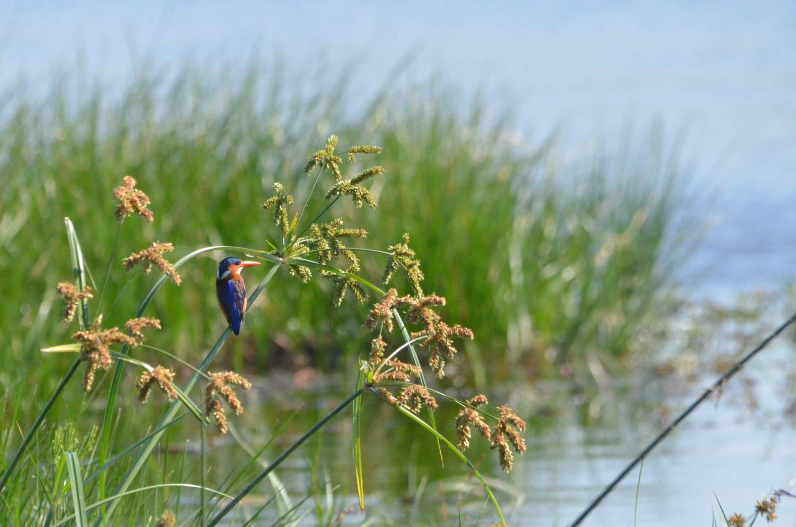 Malachite Kingfisher, Moremi Game Reserve, Botswana, 26/04/16