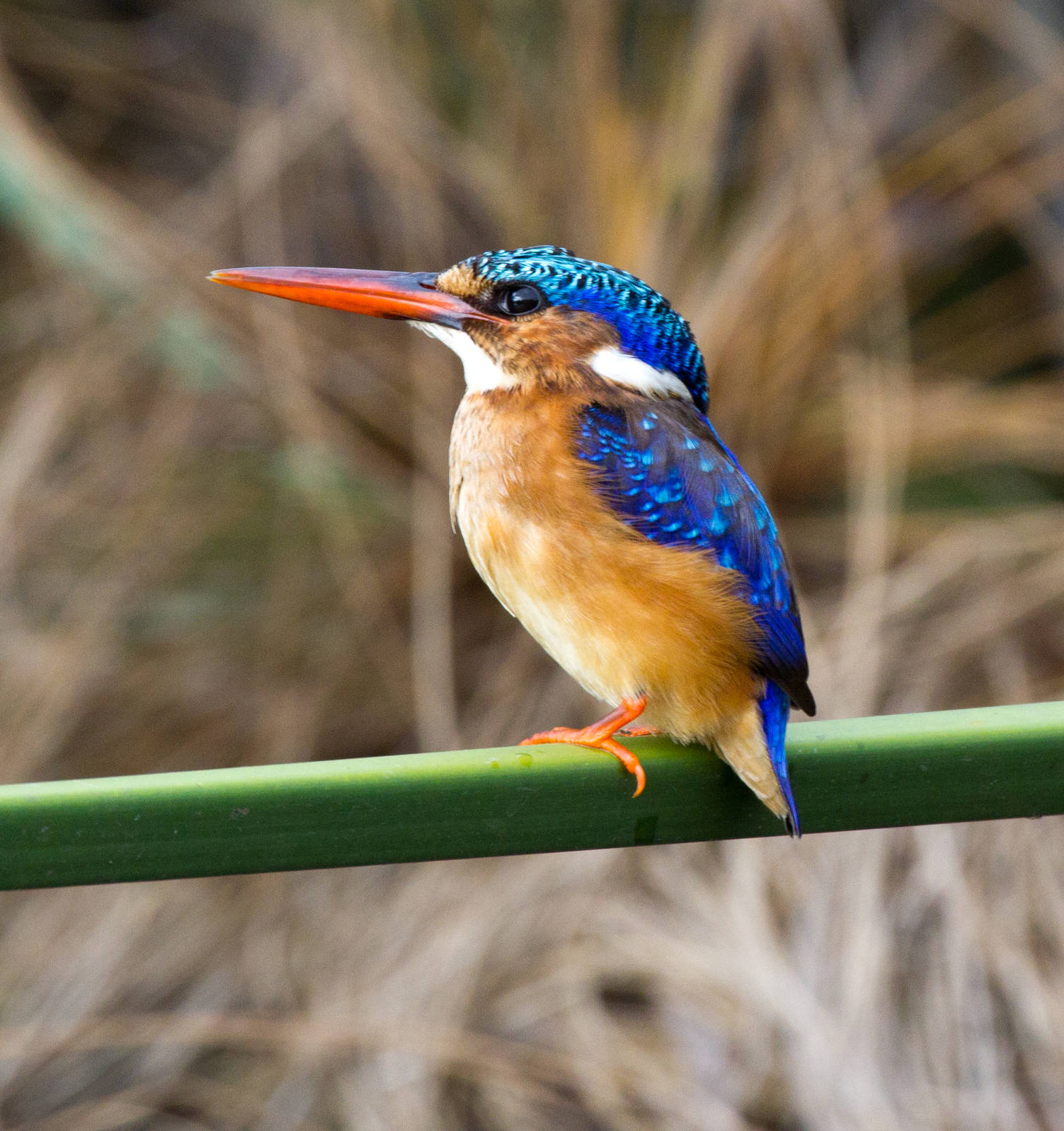 Malachite Kingfisher