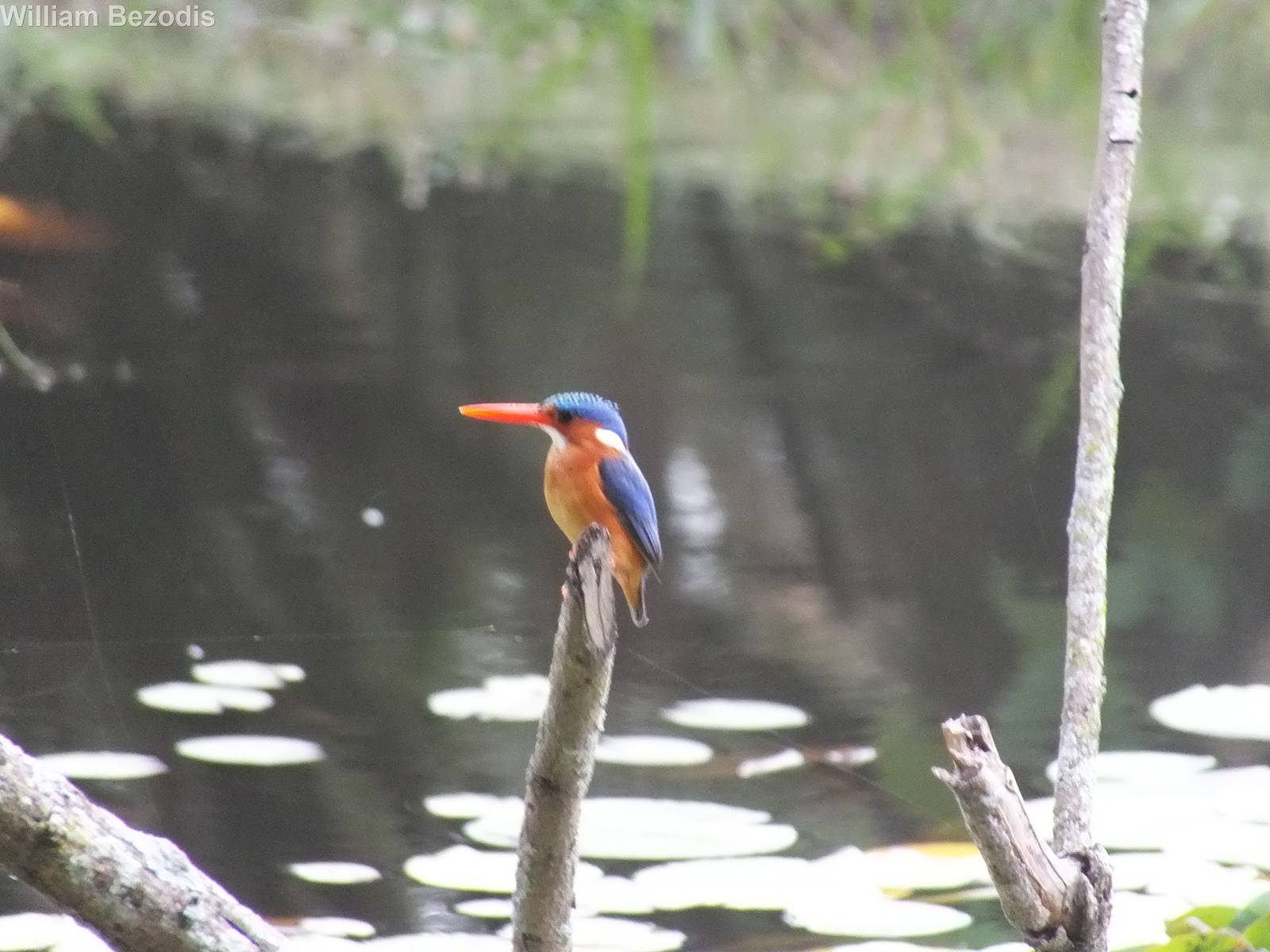 Malachite Kingfisher