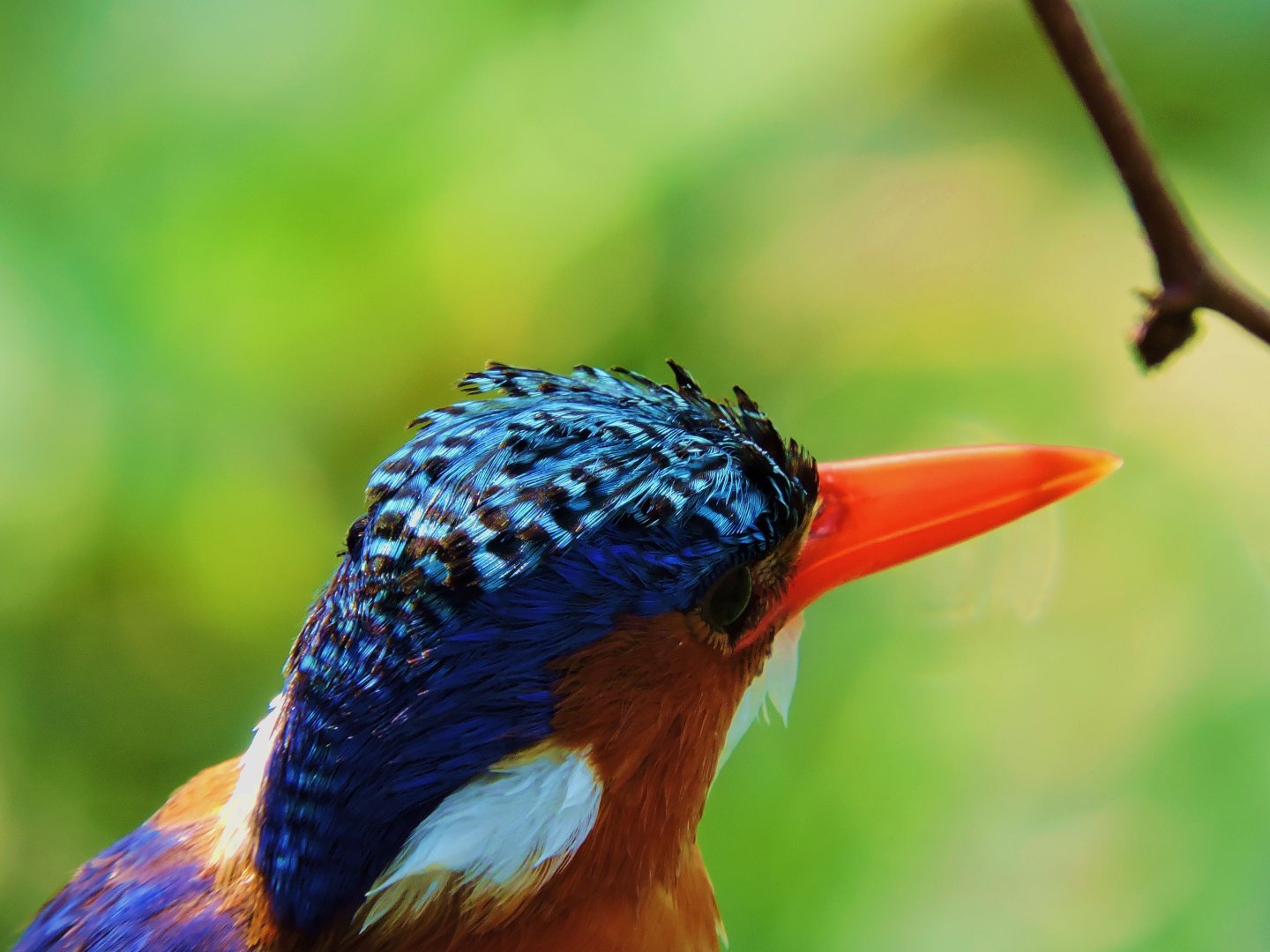Malachite Kingfisher