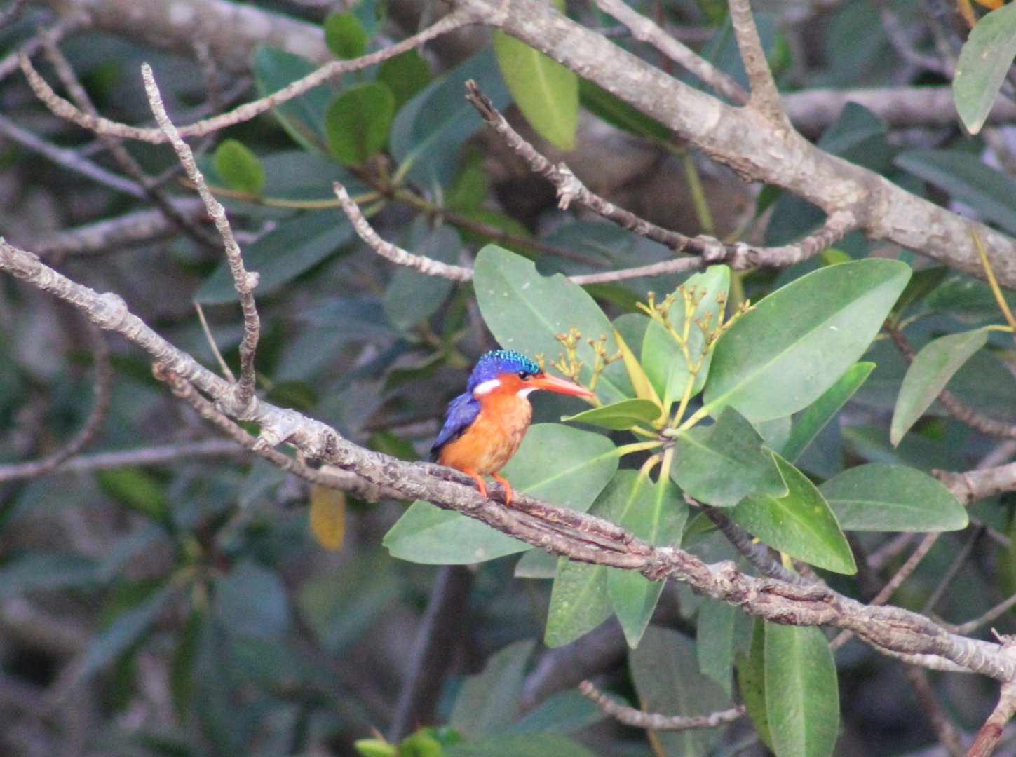 Malachite kingfisher