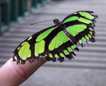 Malachite (Siproeta sp)