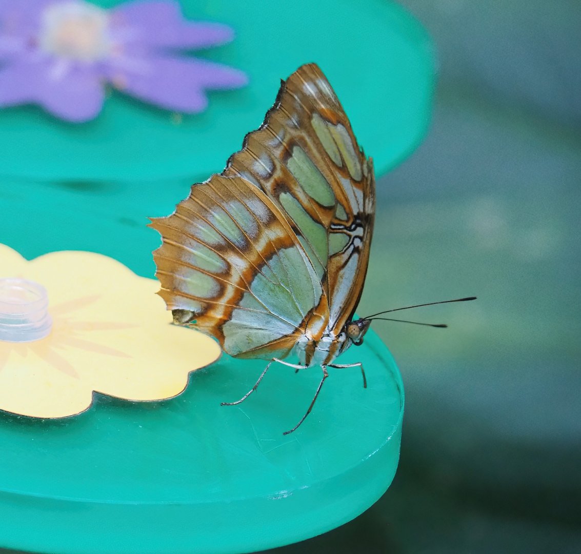 Malachite (Siproeta stelenes), 2023-07-02